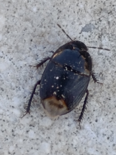 Macroscytus brunneus
