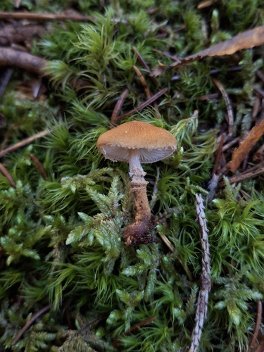 pine powdercap