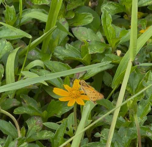 Fiery Skipper