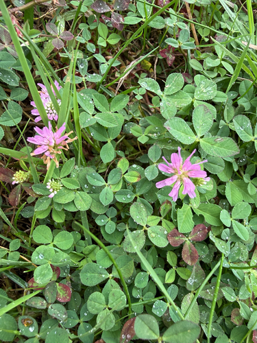Reversed clover