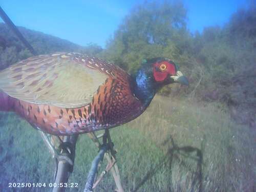 Ring-necked Pheasant