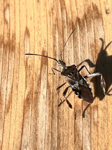 Western Conifer Seed Bug
