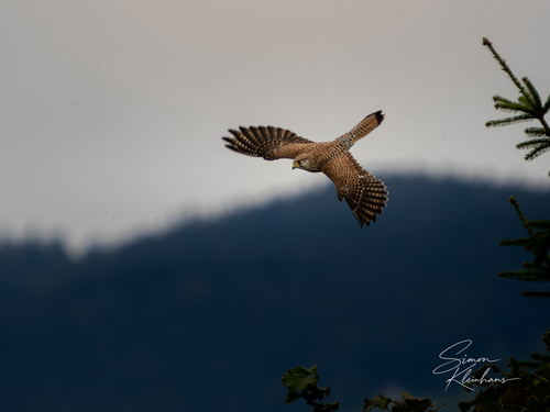 Eurasian Kestrel