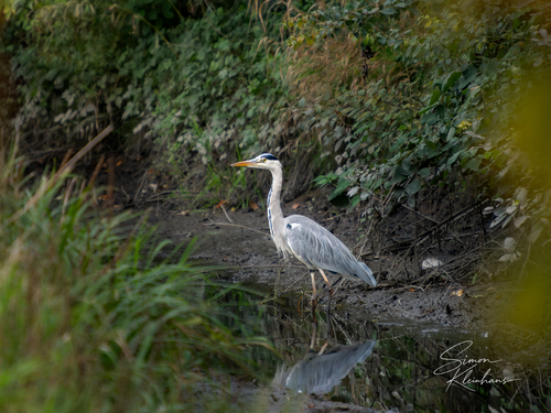 Grey Heron