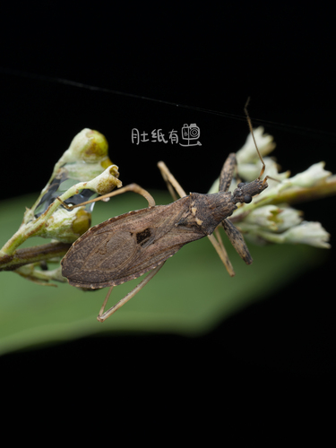 Oncocephalus breviscutum