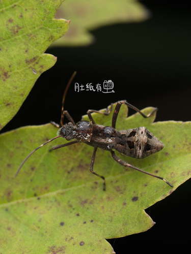 Riptortus pedestris