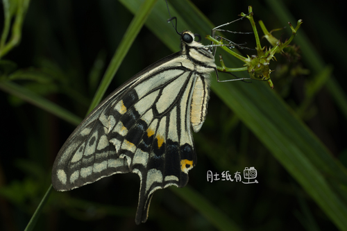 Chinese Yellow Swallowtail