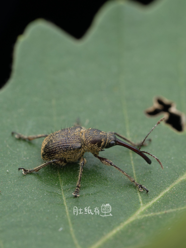 Cyllorhynchites ursulus