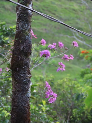 Epidendrum centropetalum image