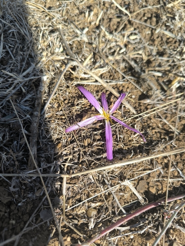 False Meadow Saffron