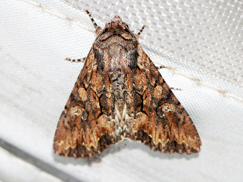 Bedrule Brocade