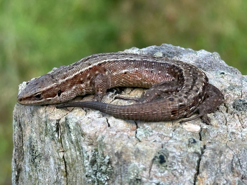 Viviparous Lizard
