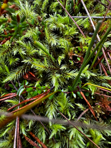 ribbed bog moss
