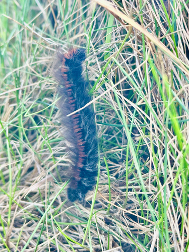 Fox Moth