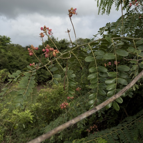 Roxburgh's Cassia