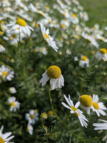 scentless mayweed