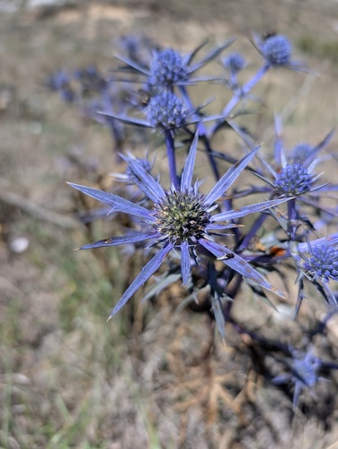 Italian Eryngo