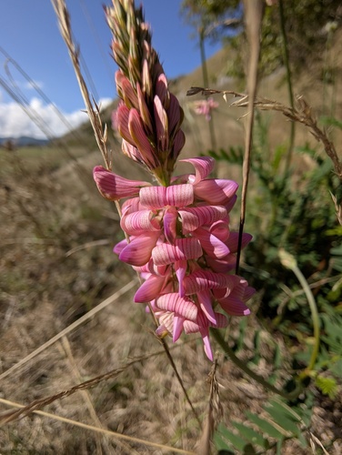 Sainfoin