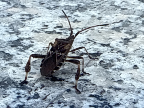 Western Conifer Seed Bug