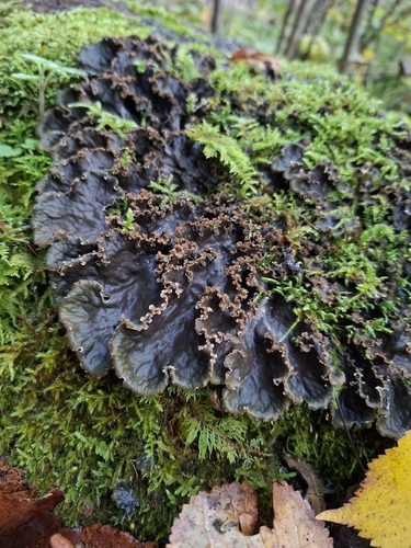 scaly pelt lichen