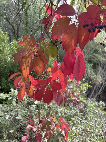 Virginia creeper