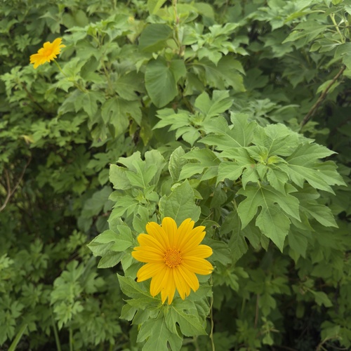Mexican sunflower