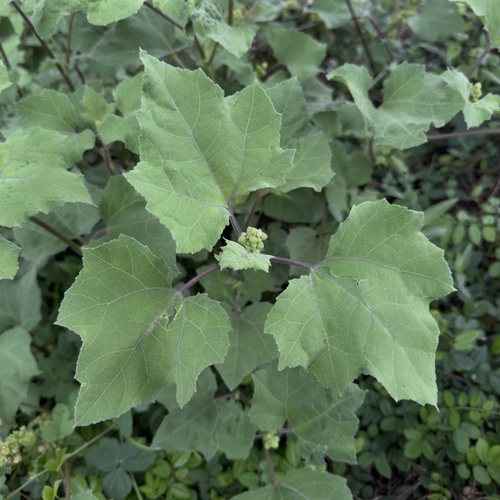 rough cocklebur