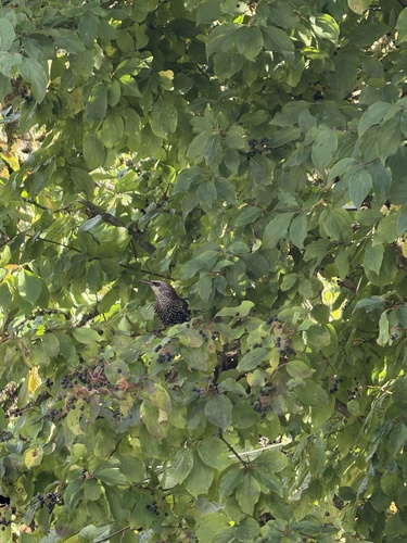 European Starling