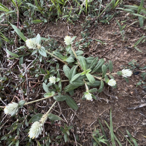 prostrate globe-amaranth