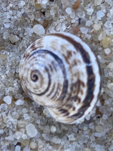White Italian Snail
