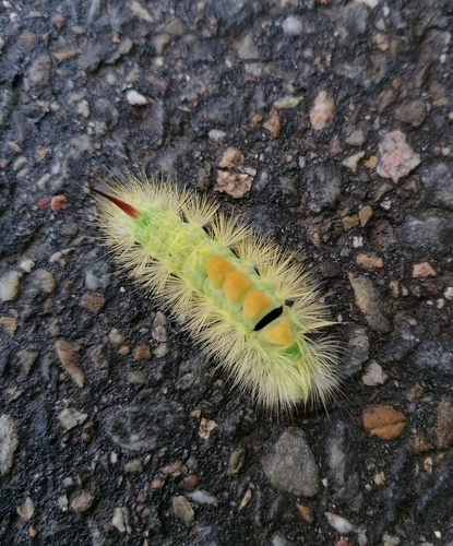 Pale Tussock Moth