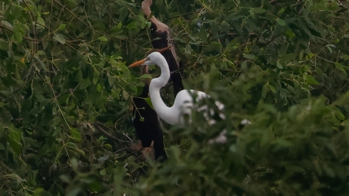 Great Egret