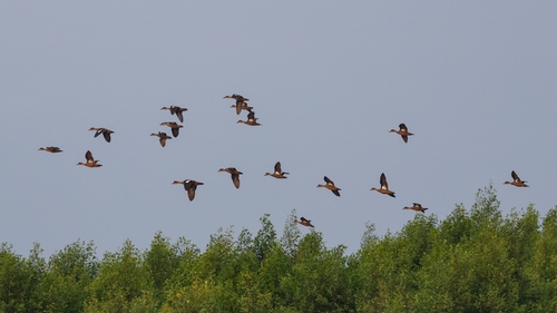 Sunda Teal