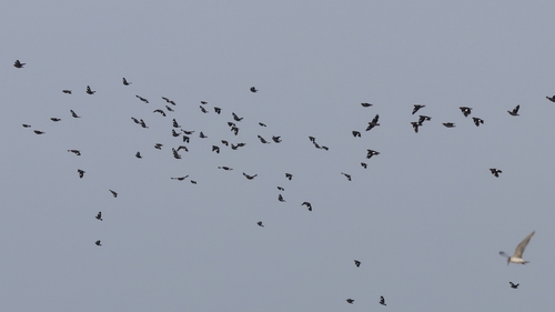 Javan Myna