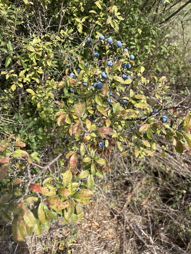 Blackthorn
