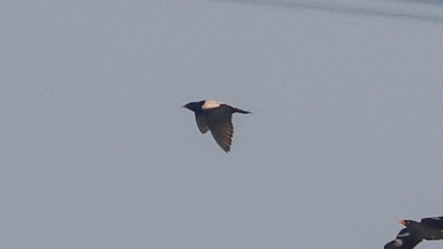 Rosy Starling