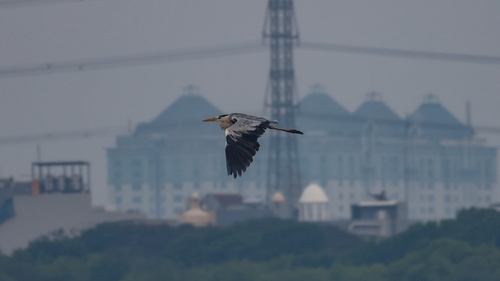 Grey Heron