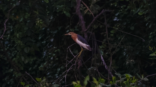 Javan Pond-Heron