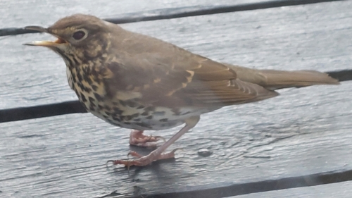 Song Thrush