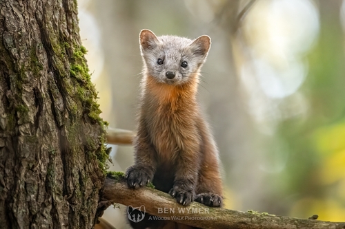 American Marten observed by bmwymer