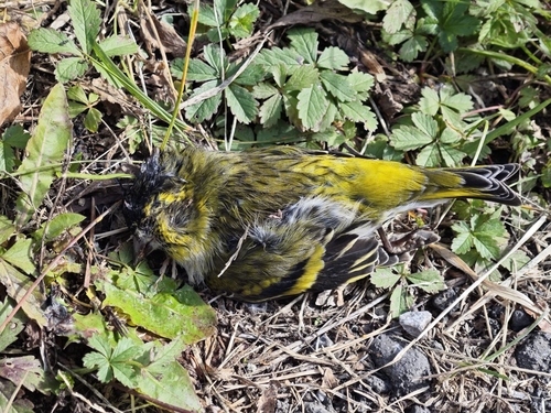 Eurasian Siskin