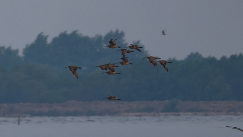 Eurasian Whimbrel