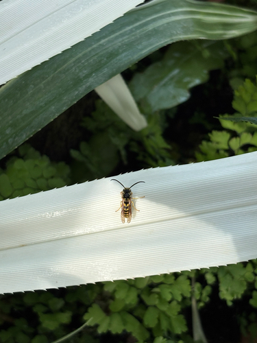 German Yellowjacket