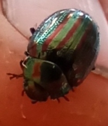 Rosemary Beetle