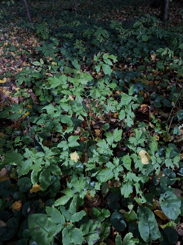 Eurasian baneberry