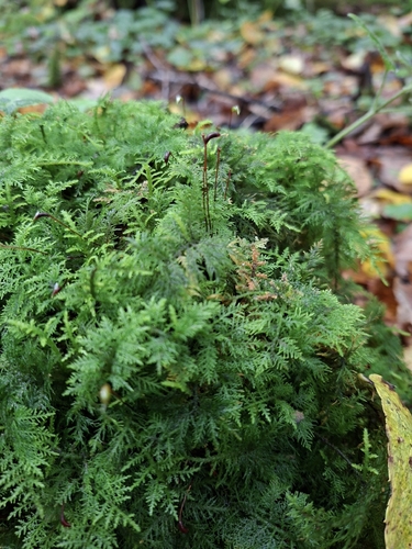 Common Tamarisk-moss