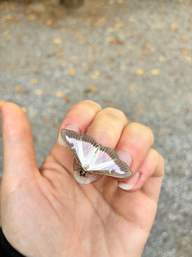 Box Tree Moth