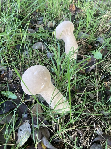 Pestle Puffball