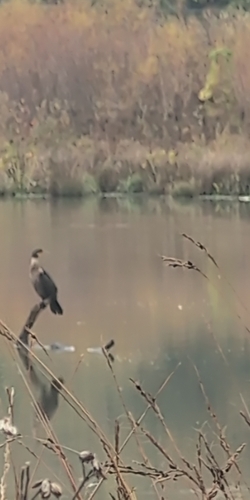 Double-crested Cormorant