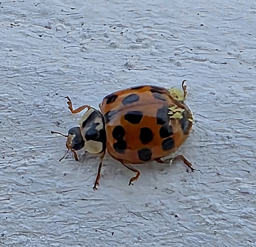 Asian Lady Beetle